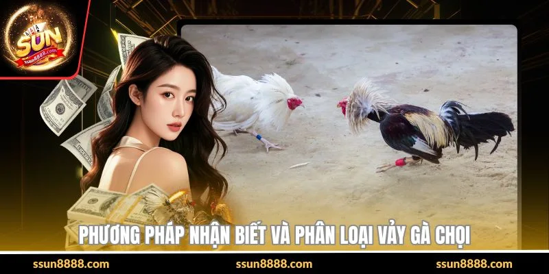 Phương pháp nhận biết và phân loại vảy gà chọi